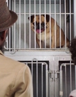 Dog_Days_mp42980.jpg