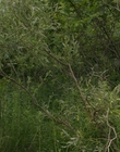 Filename=It_mp44030.jpg
Filesize=1181KiB
Dimensions=1920x800
Date added=Dec 07, 2022 It_mp44030.jpg