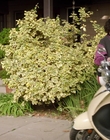 Filename=Dog_Days_mp42481.jpg
Filesize=1001KiB
Dimensions=1920x800
Date added=Dec 07, 2022 Dog_Days_mp42481.jpg
